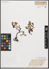 Foto von Salix reticulata L.